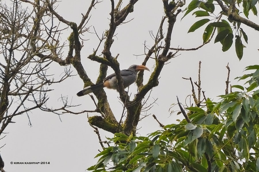 Malabar Grey Hornbill, Mallali Falls, Kumara Parvatha