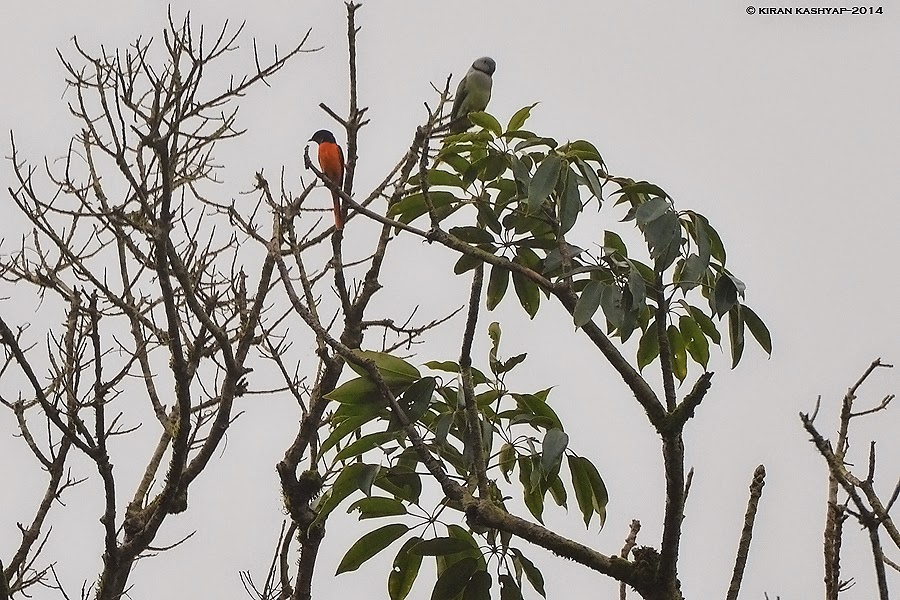Orange Minivet, Mallali Falls, Kumara Parvatha