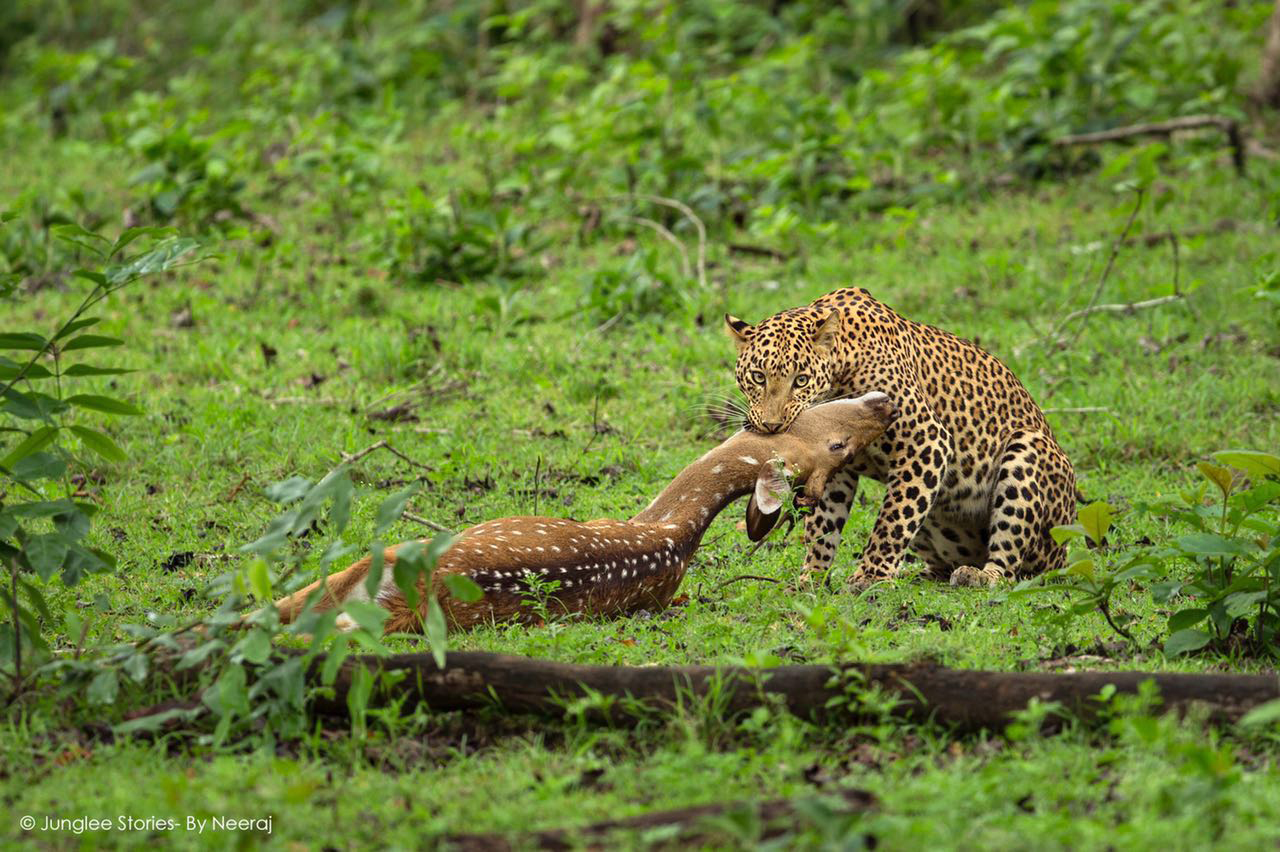 Leopard with Cheethal kill in Kabini
