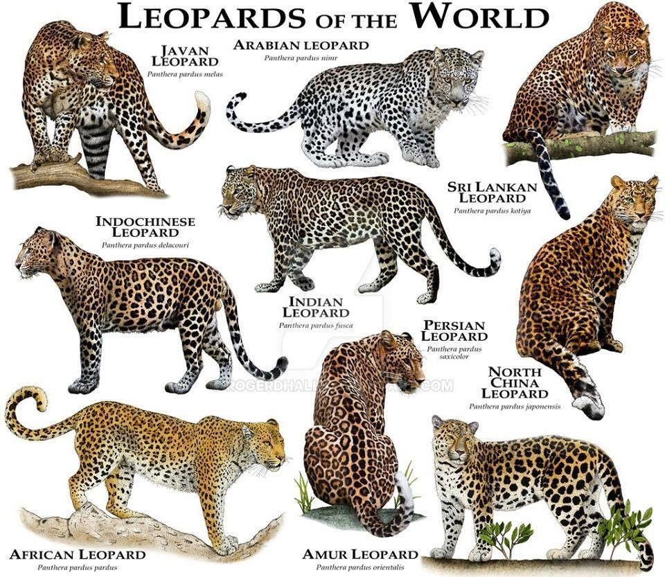 9 species of Leopard found around the world, contributed by Neeraj Bantia with Wilderhood Recitals