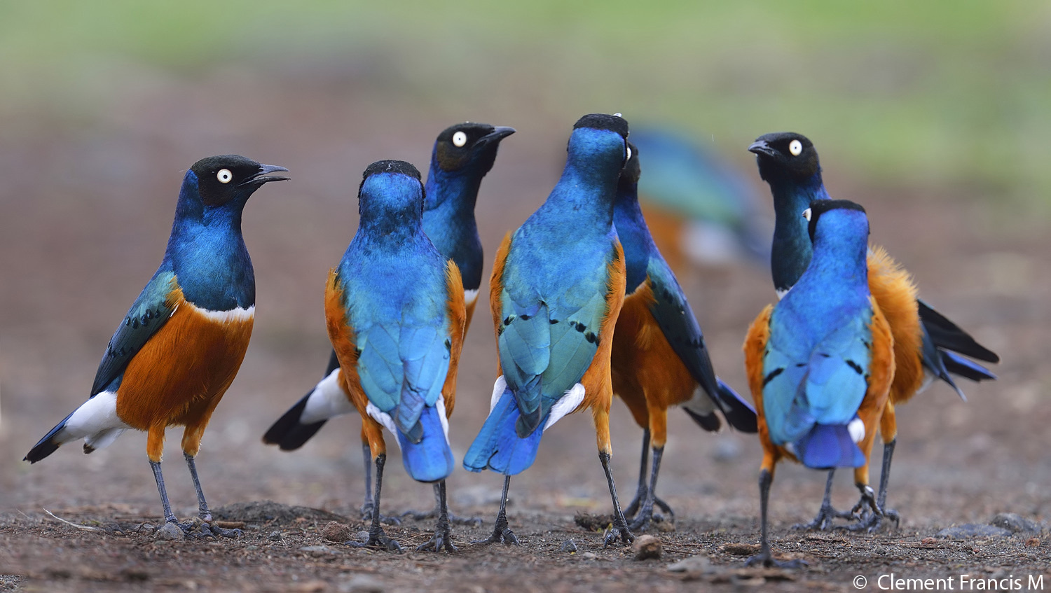 Superb starlings, a bold group of 10