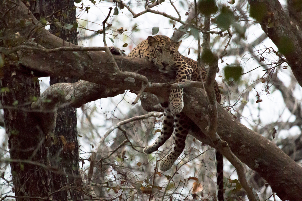 Leopard on Canopy, in the late evening in Kabini, Nagarhole National Park